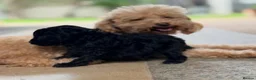 Toy Poodle dogs for sale: Three Little Toy Poodle Treasures, 1 Boy & 2 Girls - Advert 11