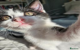 Mixed Breed cats for sale: Kittens Ready For Forever Homes! - Image 4