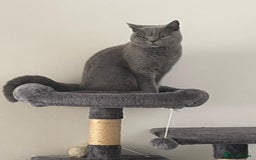 British Shorthair cats for sale: Beautiful British Shorthair Female Cat 🩵 - Image 1