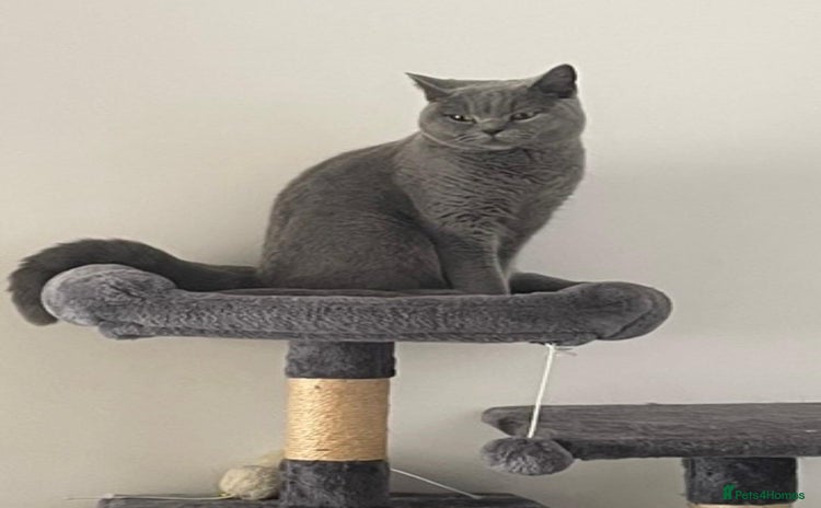 British Shorthair cats - Advert 12