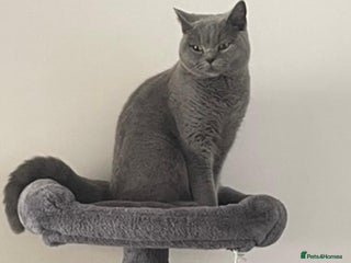 British Shorthair cats - Advert 10