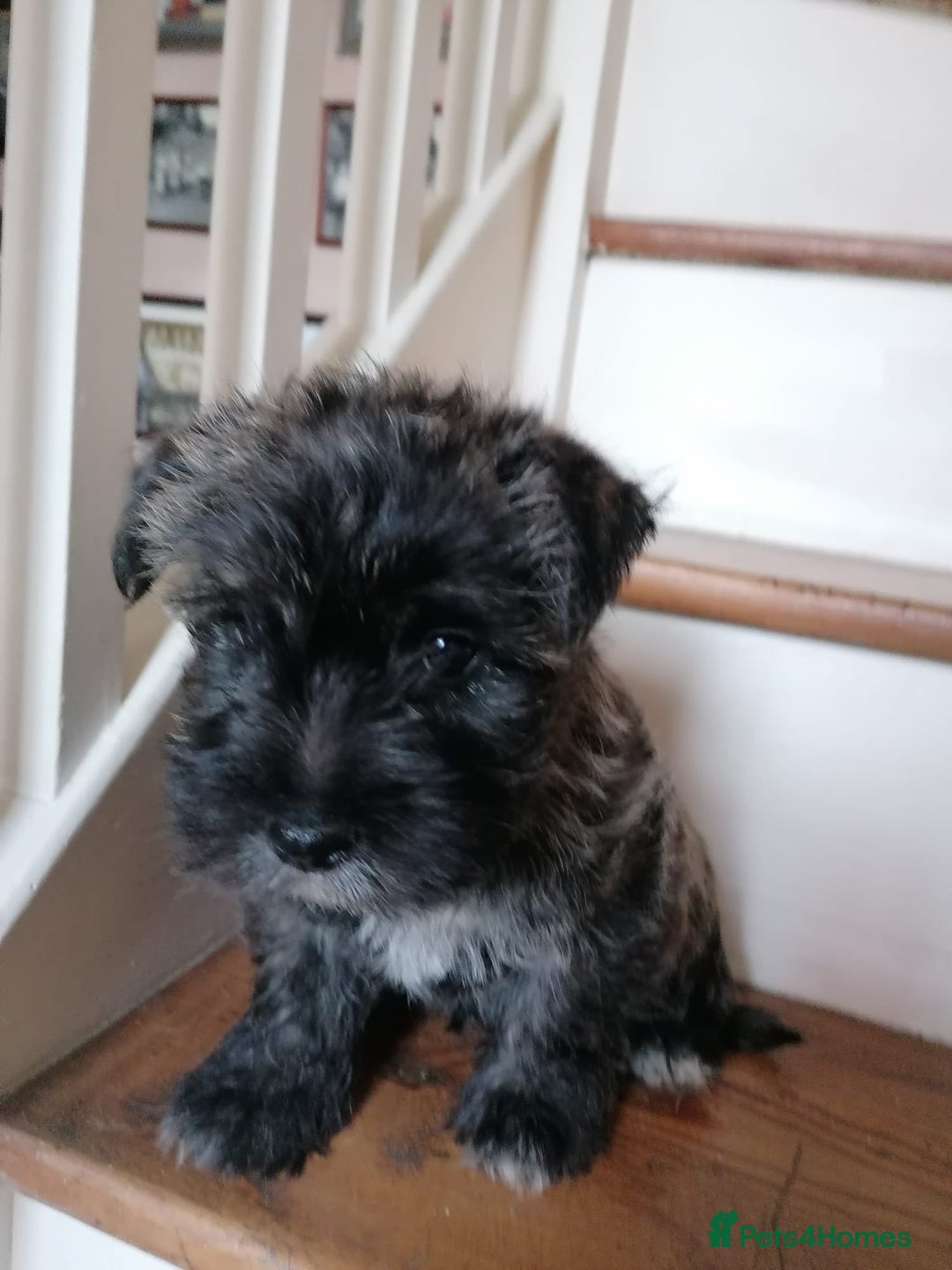 West Highland Terrier dogs for sale: Wairns: Westie/Cairn Pups - Image 4