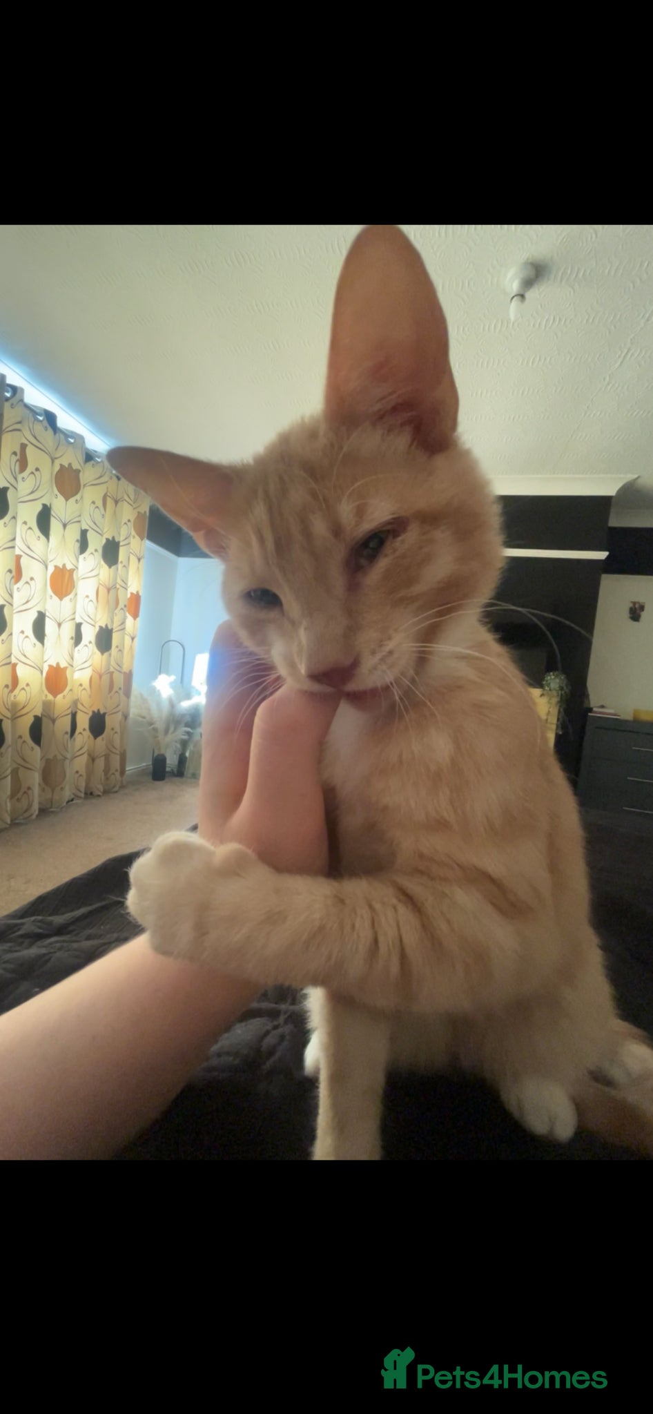 Mixed Breed cats SPHYNX VARIANT MALE CAT £70 - Advert 3