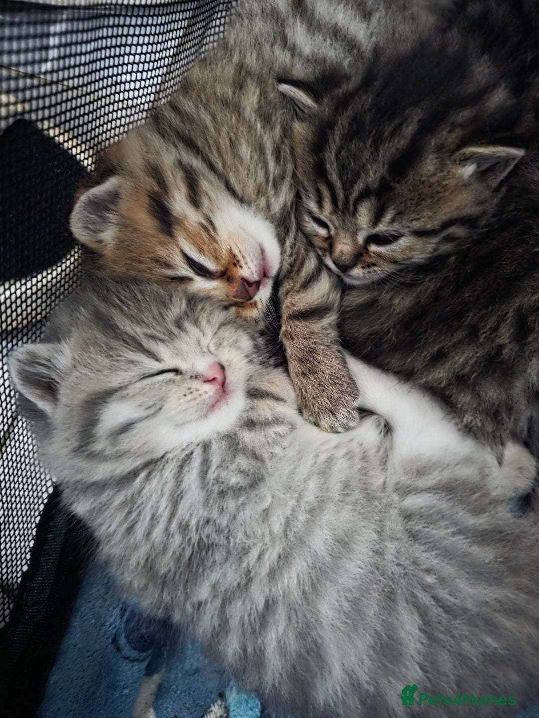 British Shorthair cats for sale: British shorthair x kittens - Image 8