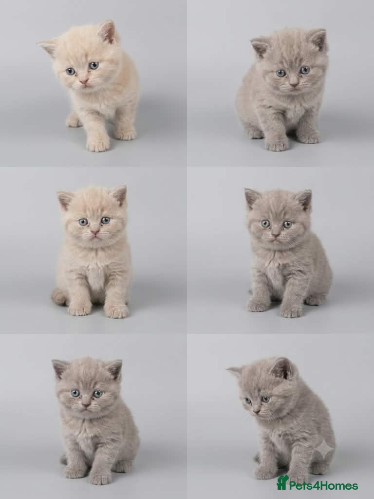 British Shorthair cats Absolutely beautiful kittens looking forever homes - Advert 13