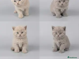 British Shorthair cats Absolutely beautiful kittens looking forever homes - Advert 13