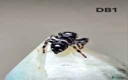 Spiders invertebrates for sale: Phidippus regius Apalachicola  - Image 4