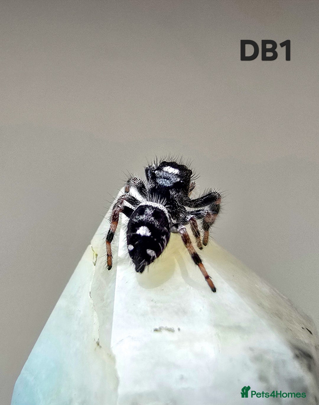 Spiders invertebrates for sale: Phidippus regius Apalachicola  - Image 4