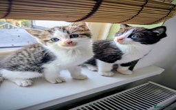 Mixed Breed cats for sale: Beautiful blue eyed kittens - Image 7