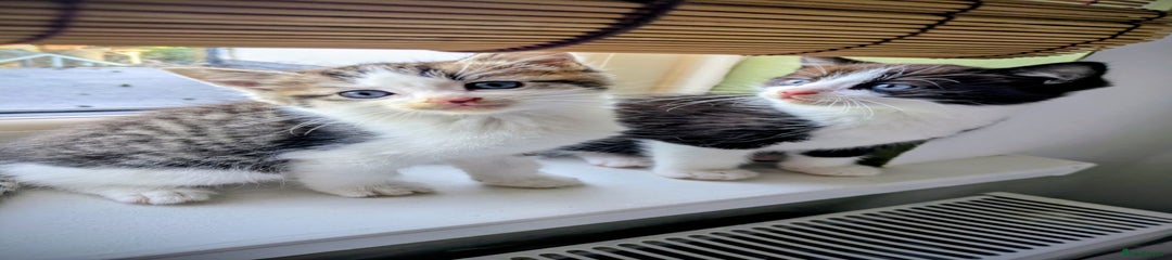 Mixed Breed Kitten 1