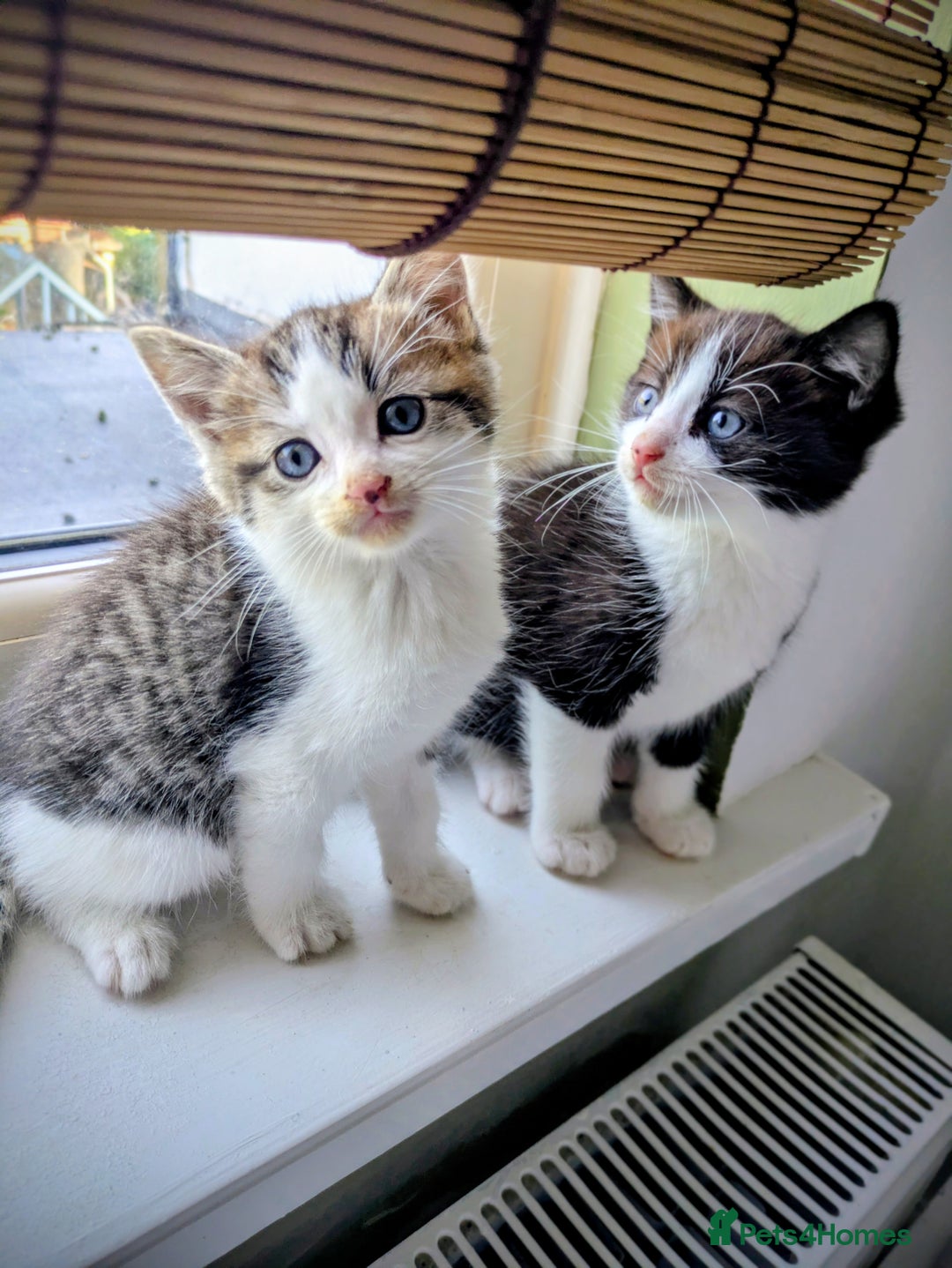 Mixed Breed cats for sale: Beautiful blue eyed kittens - Image 7