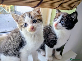 Mixed Breed cats - Advert 30