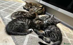 Mixed Breed cats for sale: Beautiful mixed breed kittens - Image 6