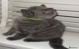 British Shorthair cats for sale: Beautiful BSH Kittens - Ready to leave ASAP - Image 9