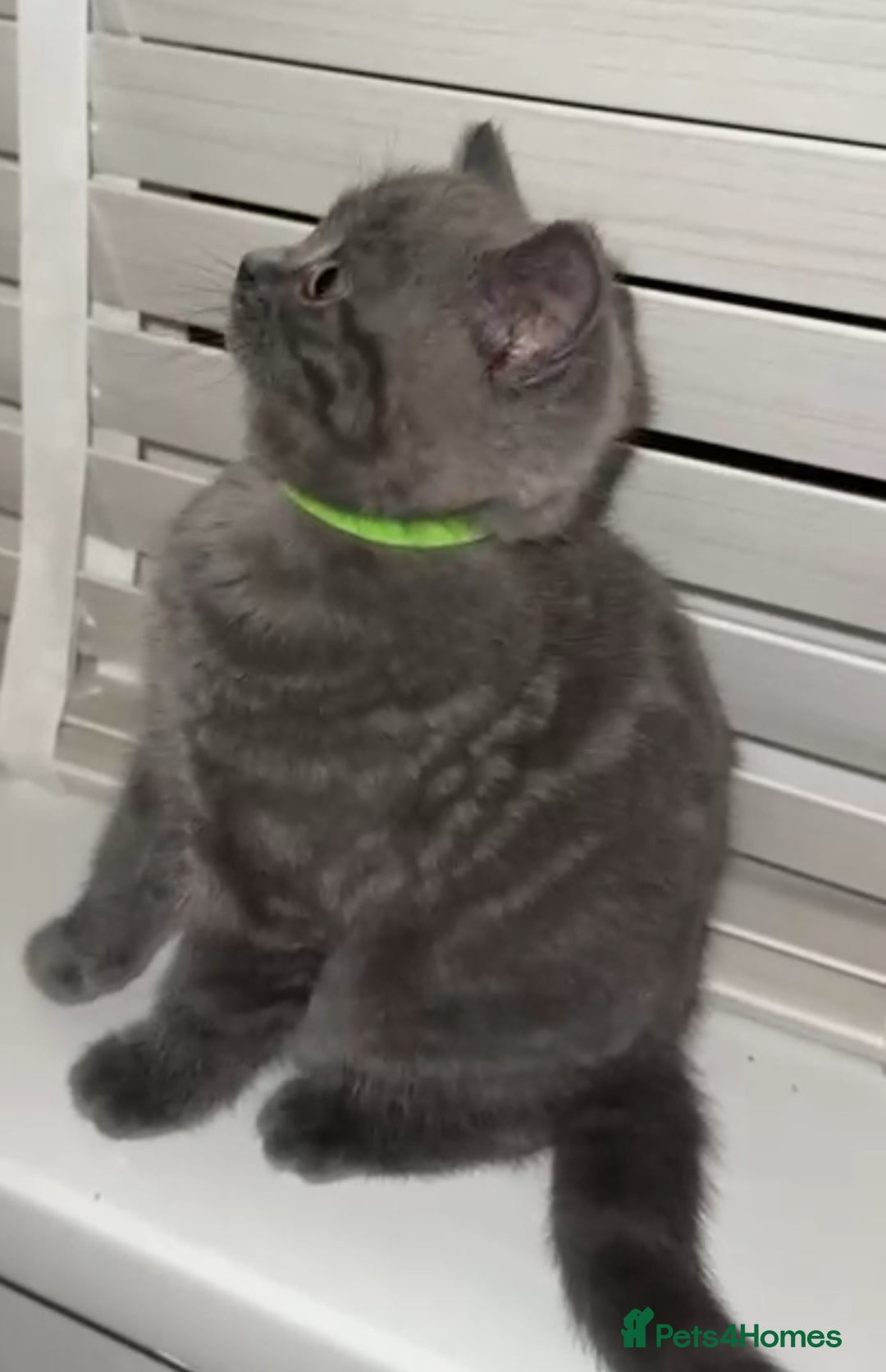British Shorthair cats for sale: Beautiful BSH Kittens - Ready to leave ASAP - Image 9