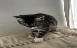 Bengal cats for sale: Stunning Silver & Charcoal Bengal Boys & Girls! - Image 13