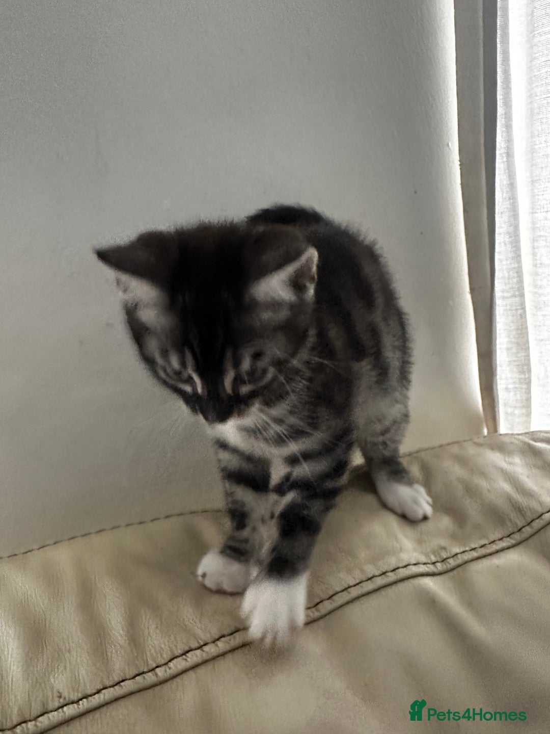 Bengal cats for sale: Stunning Silver & Charcoal Bengal Boys & Girls! - Image 13