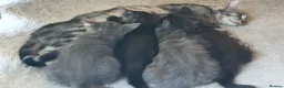 Mixed Breed cats for sale: Maine Coon x Marble Bengal kittens, mixed breed - Advert 15
