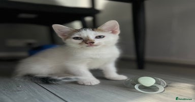 Domestic Shorthair cats - Advert 11