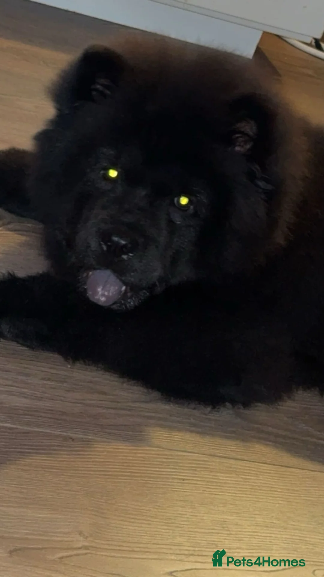 Chow Chow dogs for sale: Black male chow - Advert 4