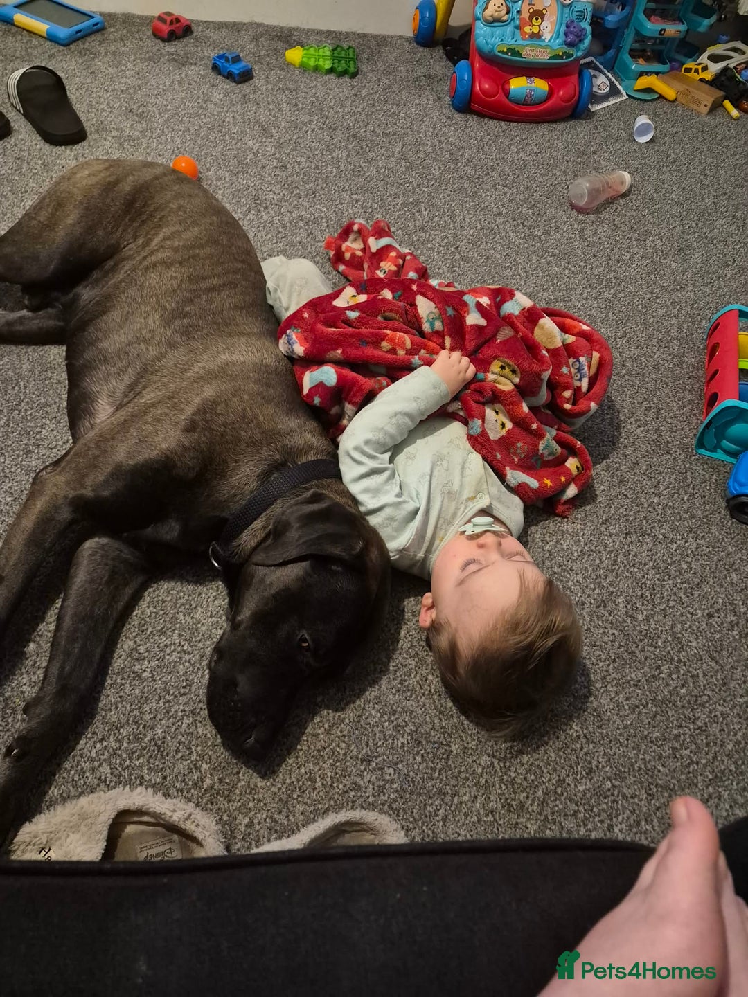 Mixed Breed dogs for sale: Family pet for sale. - Advert 3