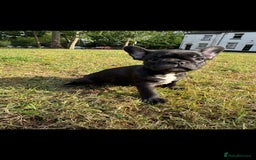 French Bulldog dogs for sale: 2 Adult French bulldogs and 4 Puppies  - Image 8