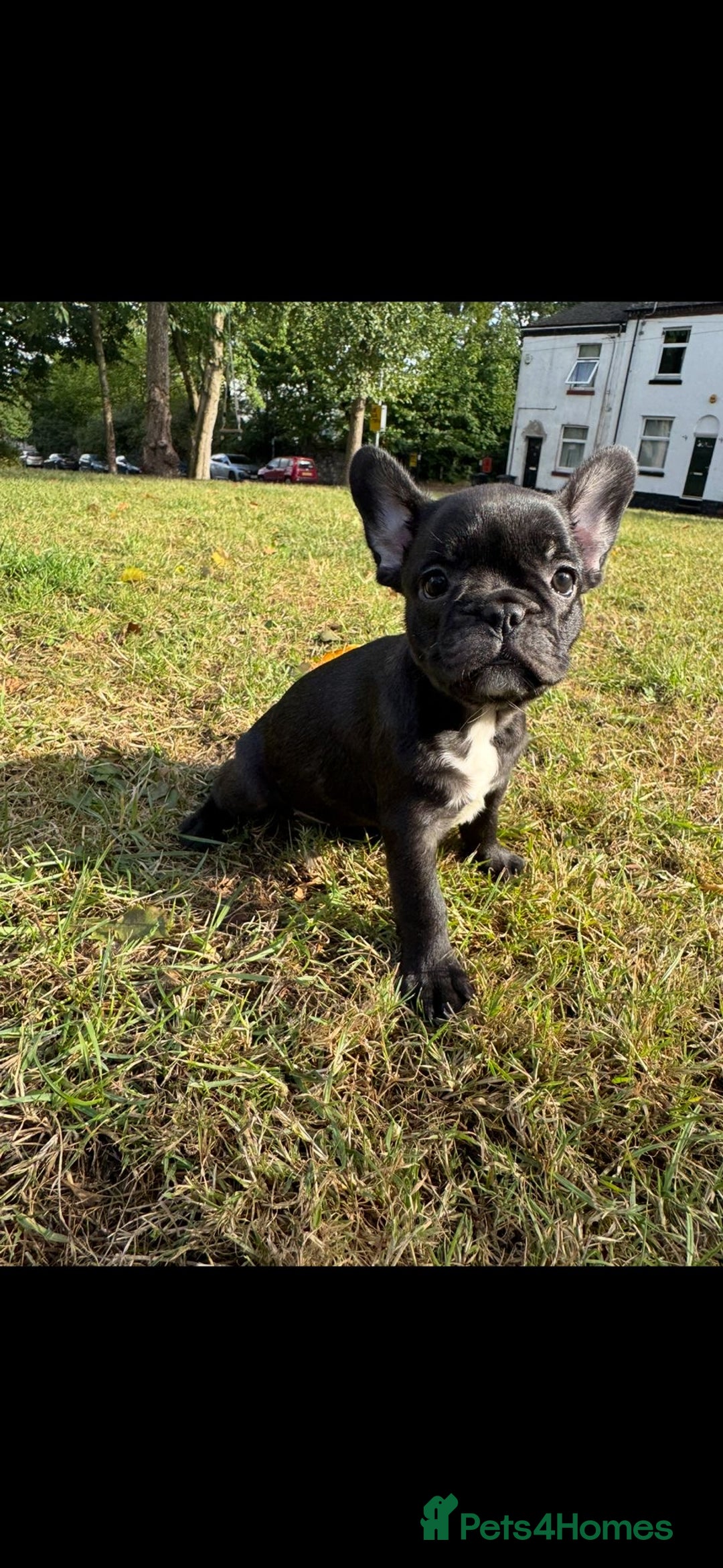 French Bulldog dogs for sale: 2 Adult French bulldogs and 4 Puppies  - Image 8