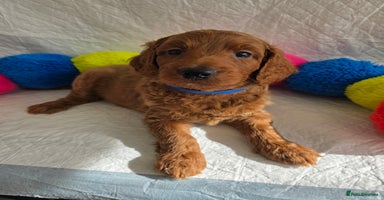 Goldendoodle dogs - Advert 8