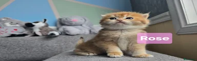 British Shorthair 5