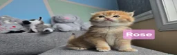 British Shorthair cats for sale: Pedigree golden British shorthair  - Advert 10