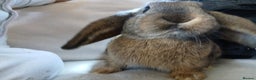 Mixed Breed rabbits for sale:  rabbits - Advert 2