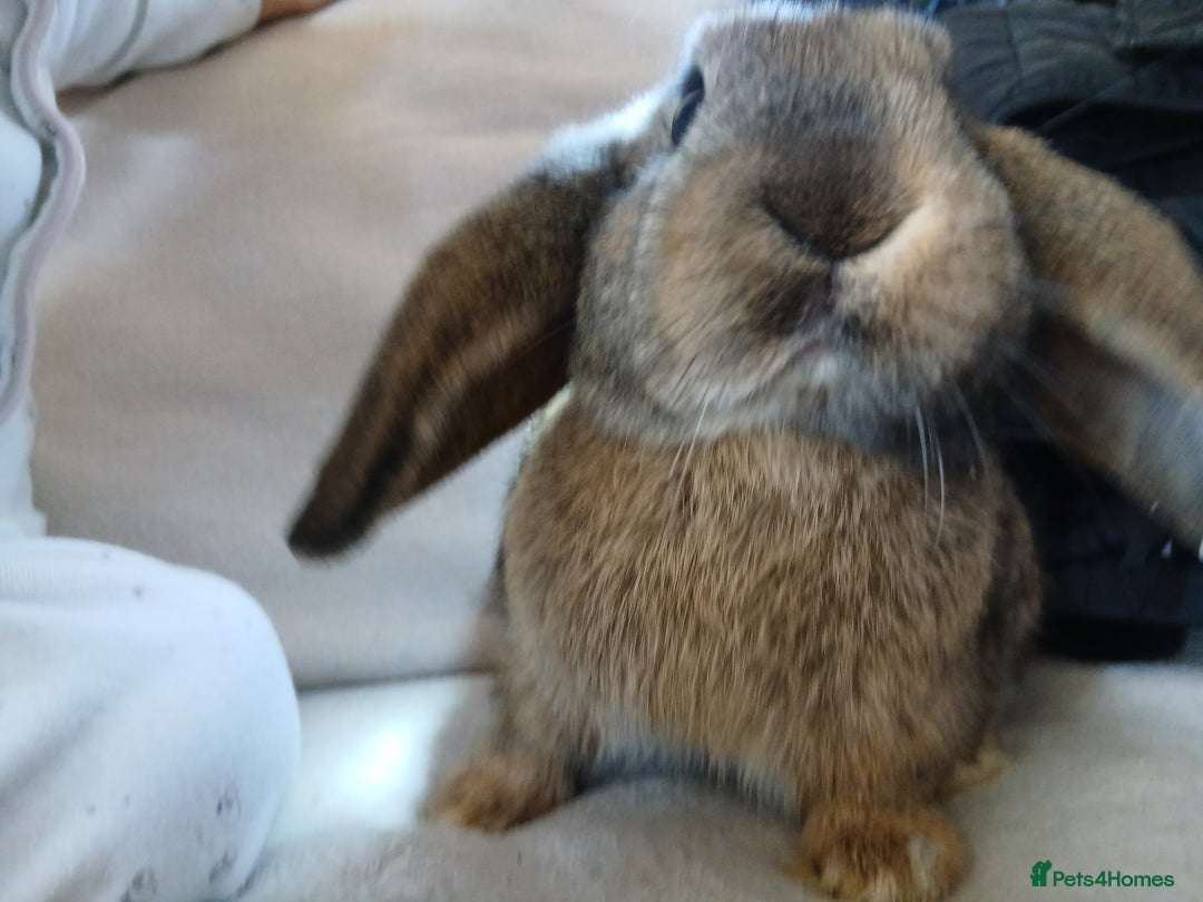 Mixed Breed rabbits for sale:  rabbits - Advert 2