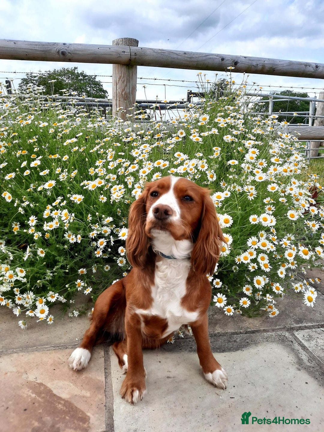 Cockapoo dogs for sale: Beautiful cockerpoo puppies for sale - Advert 8