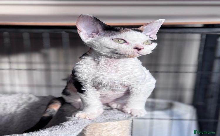 Devon Rex cats Pedigree Devons - Advert 1