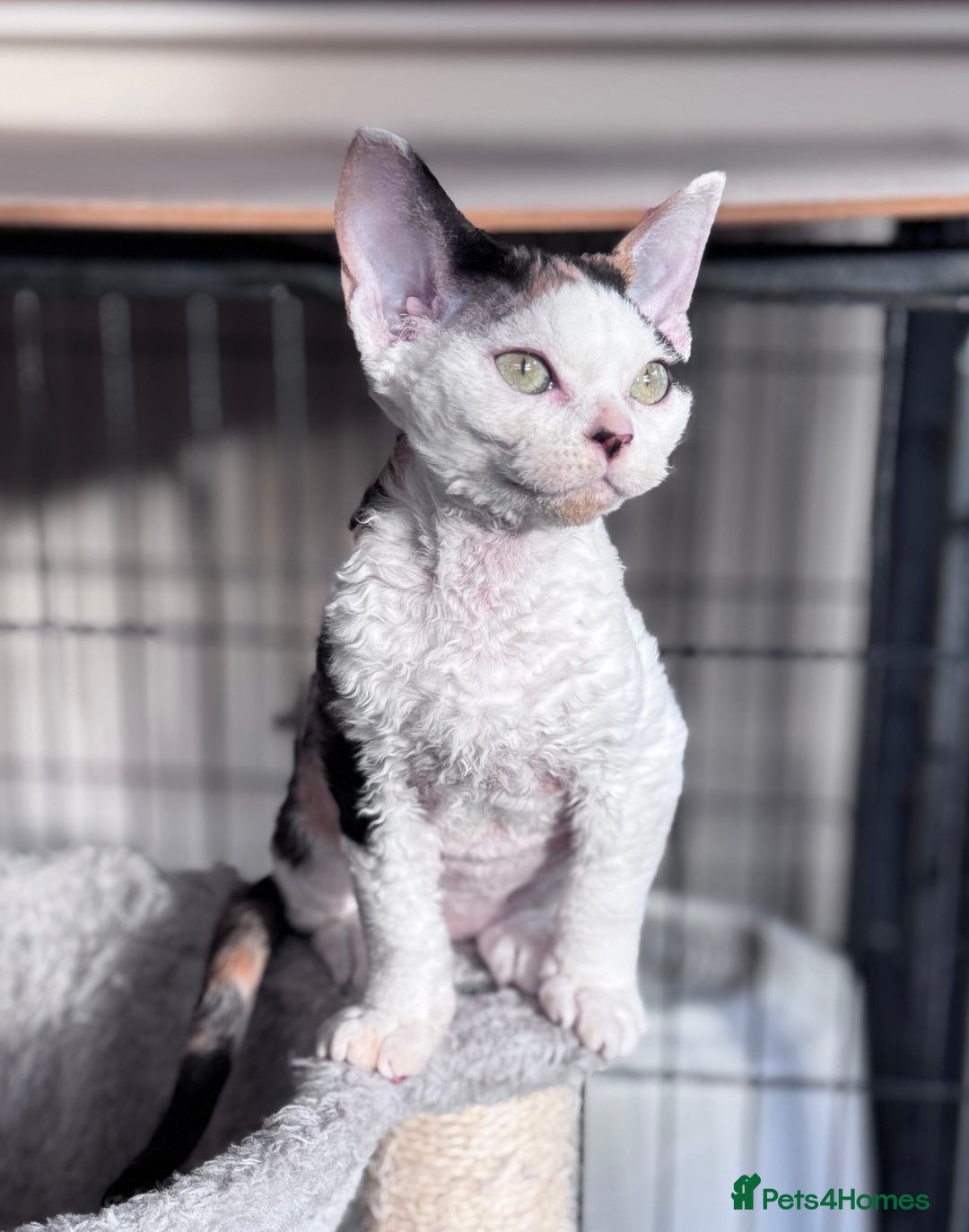 Devon Rex cats for sale: Pedigree Devons - Advert 6