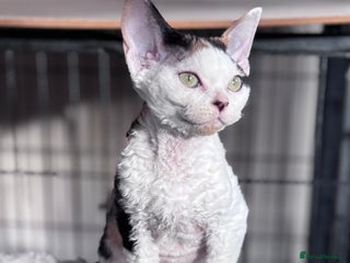 Devon Rex cats Pedigree Devons - Advert 3
