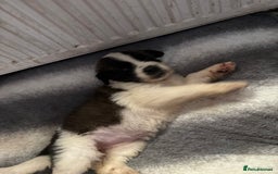 Saint Bernard dogs for sale: Saint Bernard  - Image 14