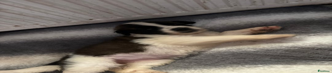 Saint Bernard Puppy 11