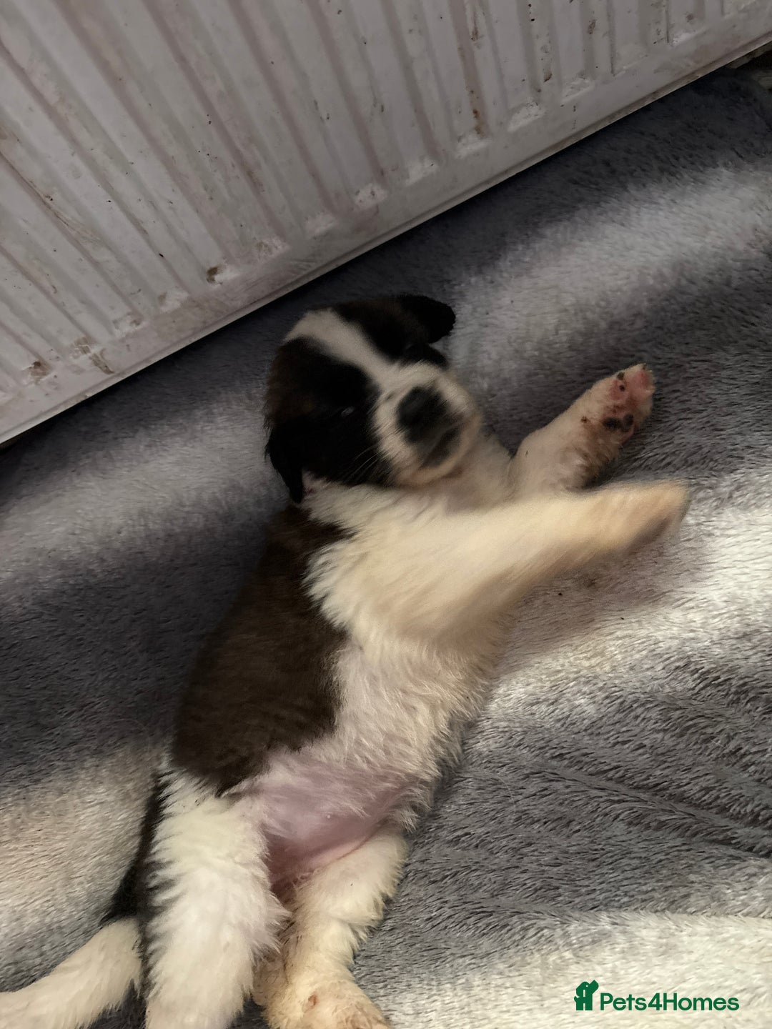 Saint Bernard dogs for sale: Saint Bernard  - Image 14
