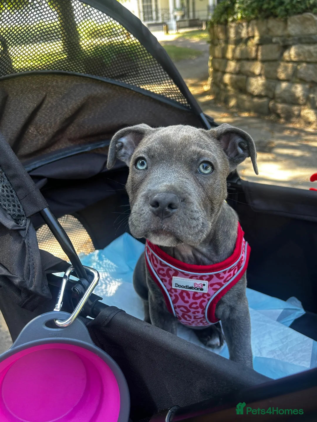 Mixed Breed dogs for sale: female 11 weeke ikd staff x cane corso  in Broadstairs - Advert 2