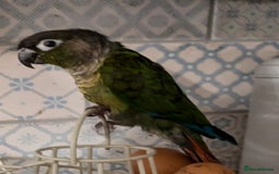 Conures birds for sale: Green cheek conjure  - Image 1