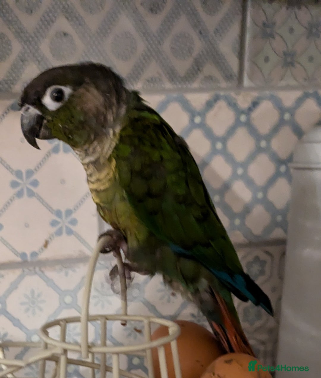 Conures birds for sale: Green cheek conjure  - Image 1