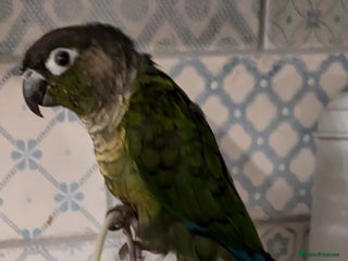 Conures birds - Advert 14