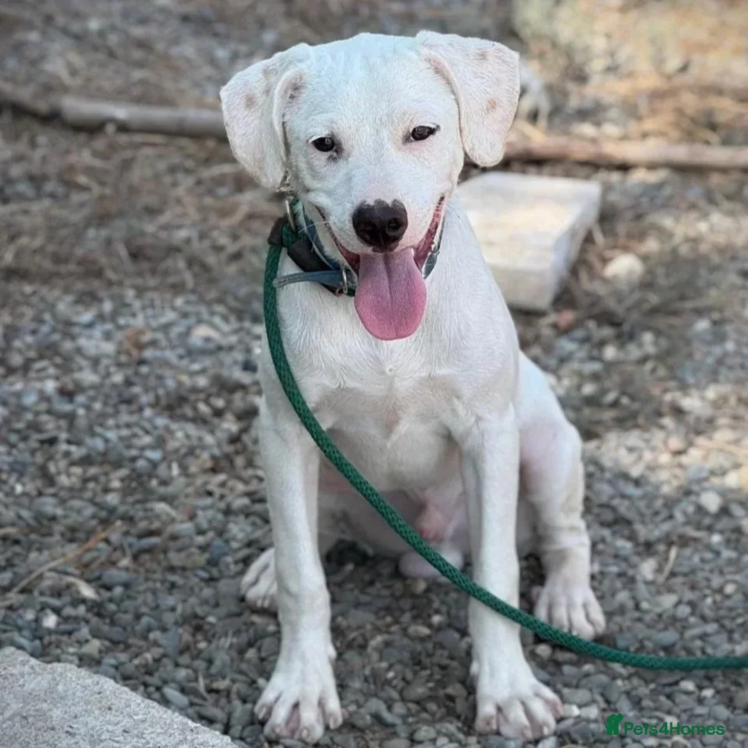 Mixed Breed dogs for adoption: Aspen (deaf but determined!) - Image 8