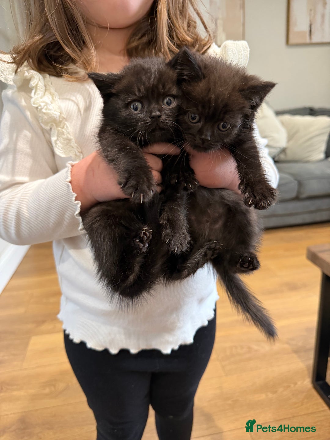British Shorthair cats for sale: British shorthair babies - Advert 1