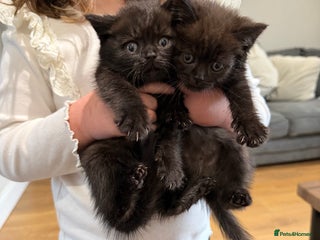 British Shorthair cats British shorthair babies - Advert 1