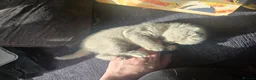 Scottish Fold cats for sale: Gorgeous & calm British Blue Scottish Fold kittens - Advert 7