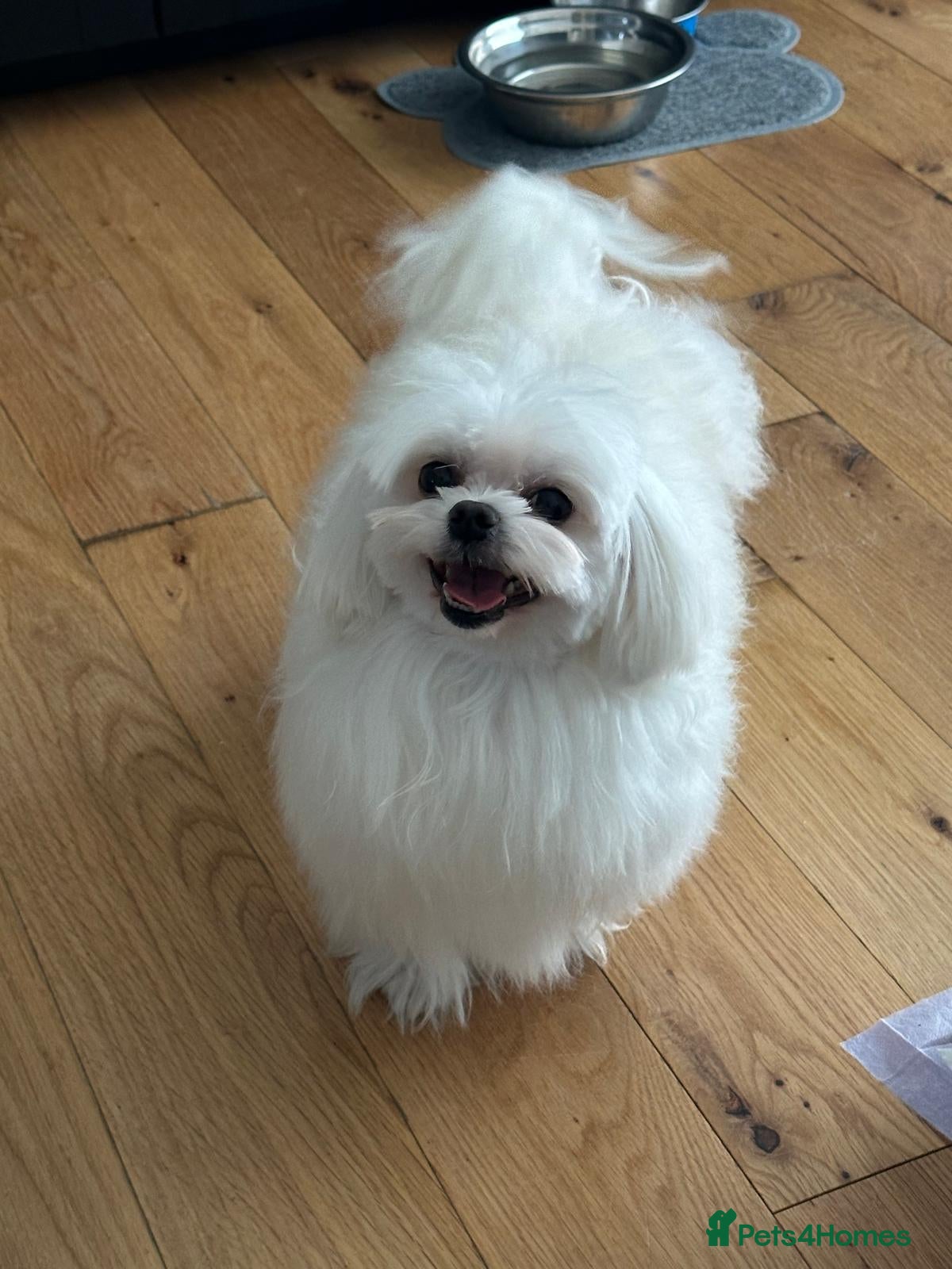 Maltese dogs PURE MALTESE STUD in Glasgow - Advert 4