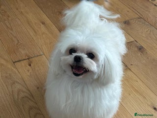 Maltese dogs in Glasgow - Advert 11