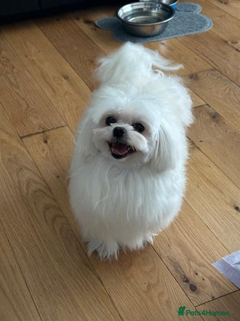 Maltese dogs in Glasgow - Advert 1